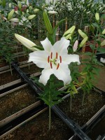 [4351 Castellani VWS No01.JPG]